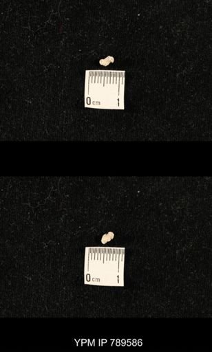 undet. Bryozoa