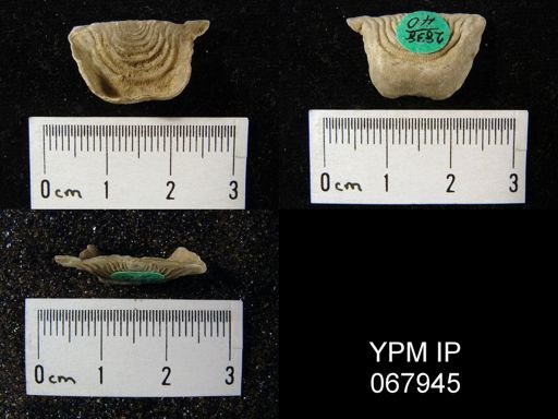 Leptaena rhomboidalis
