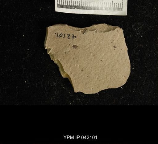 undet. Hemiptera