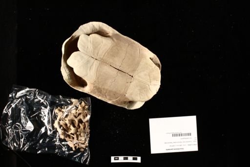 Geochelone pardalis