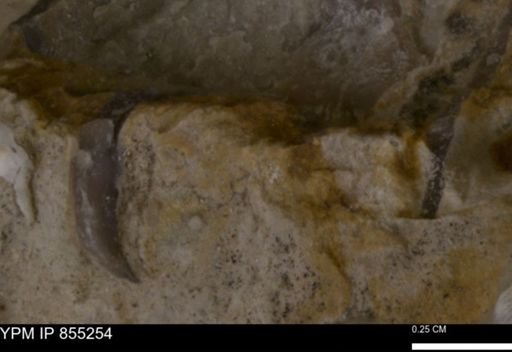 undet. Bivalvia