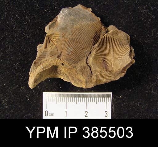 undet. Stringocephaloidea