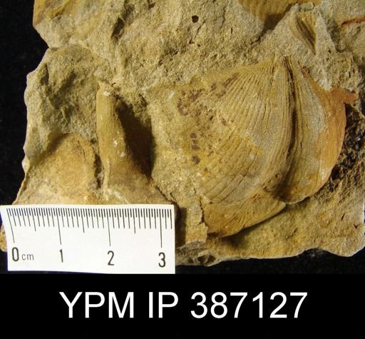 Spinocyrtia sp.
