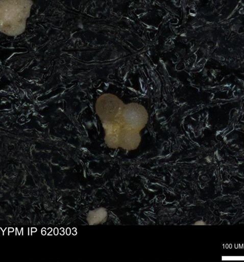 undet. Rugoglobigerinidae
