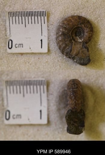 Hoploscaphites comprimus