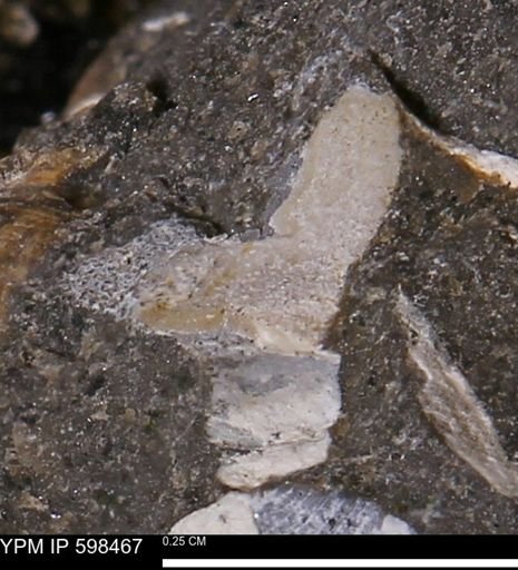 Limopsis striatopunctatus