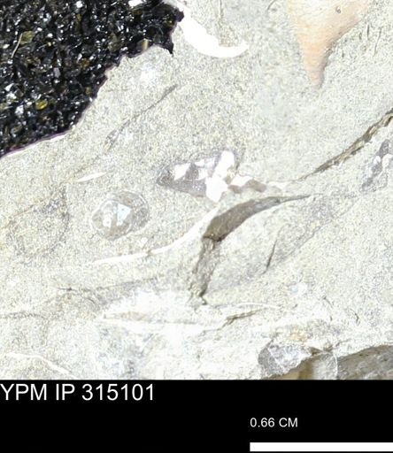 undet. Scaphitidae
