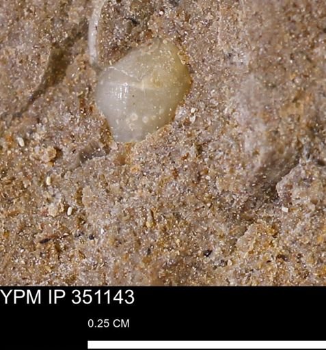 undet. Mollusca