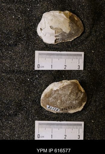 Corbicula?