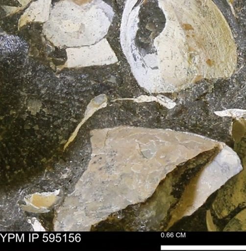 Protocardia sp.