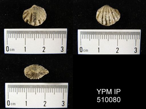 Stegerhynchus sp.