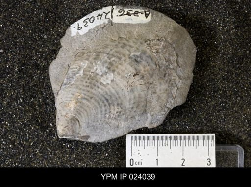 Tenuipteria fibrosa