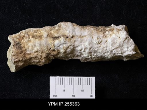 Cystothalamia sp.
