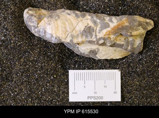 Inoceramus sp.