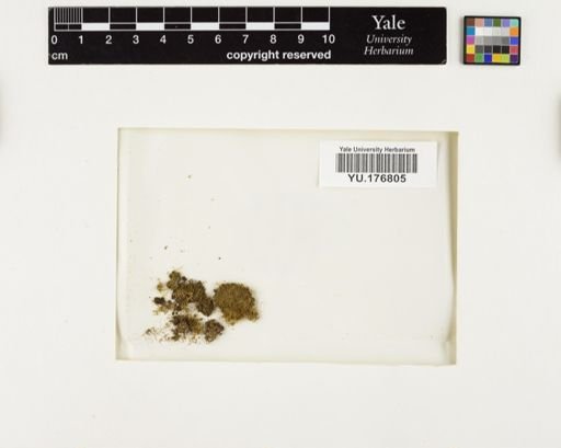 Plantae