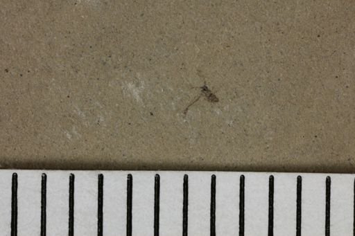 taxon undetermined