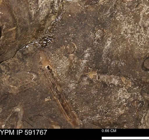 Serpulidae