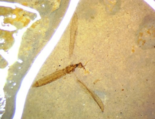undet. Diptera