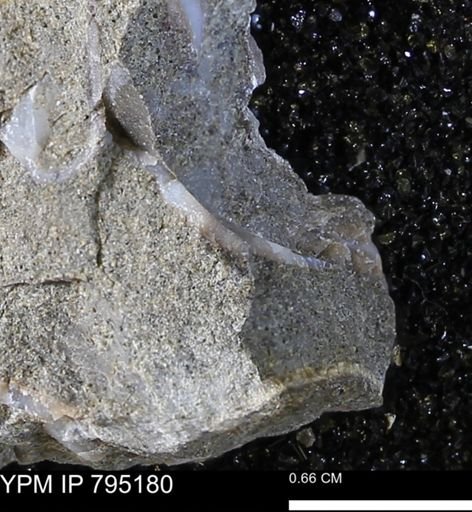 undet. Bivalvia