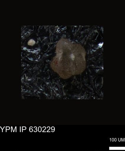 undet. Foraminiferida