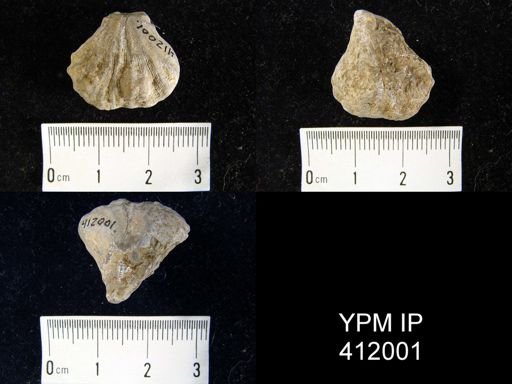 Meekella striatocostata