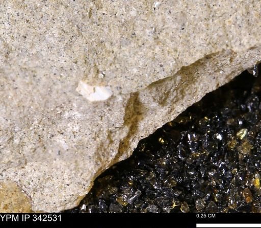 undet. Bivalvia