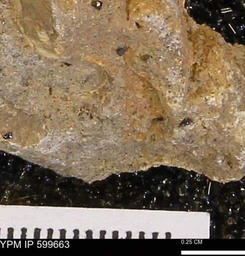 undet. Bivalvia
