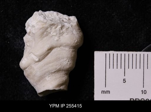 Virgola?