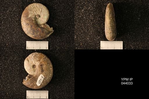 Hoploscaphites nicolletii