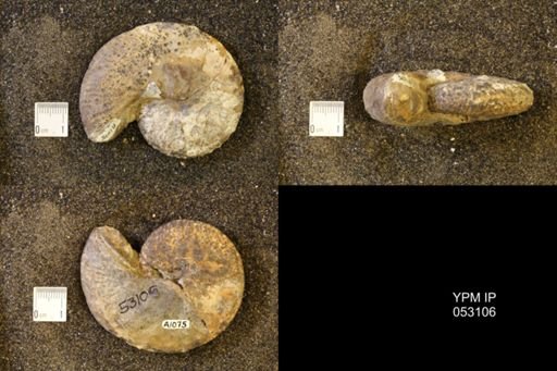 Discoscaphites conradi