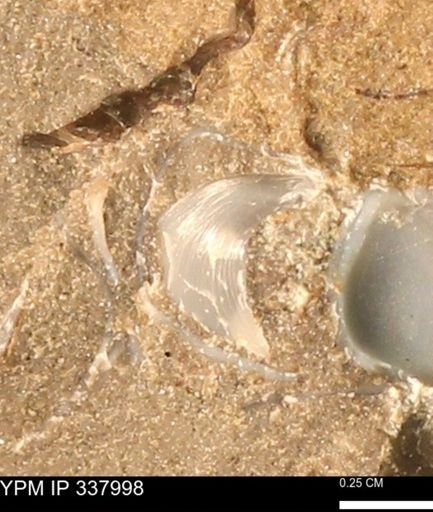undet. Bivalvia