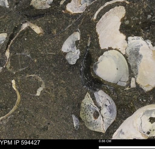 Protocardia sp.