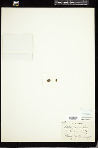 Elachista scutellata