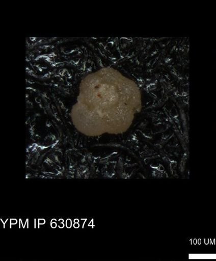 undet. Globigerinina