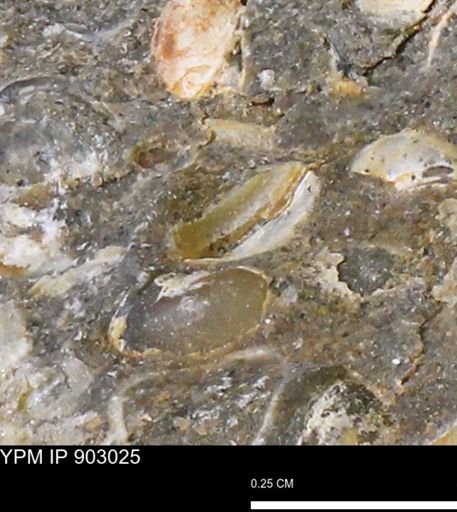 undet. Bivalvia