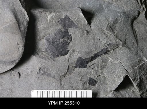 Eurypterida