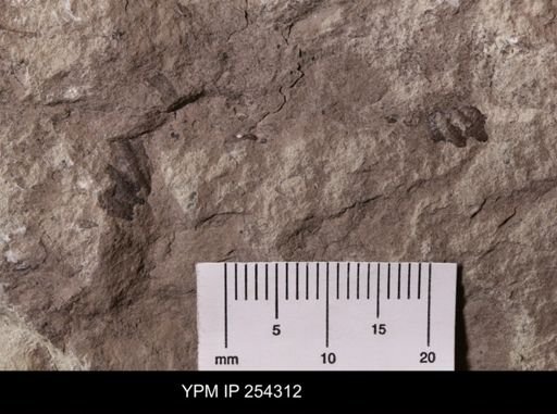 Spiriferinida