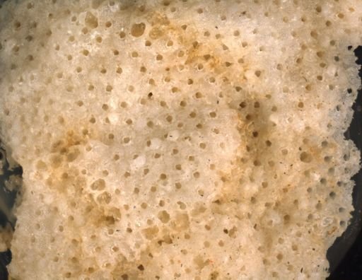 Schizoporella cornuta