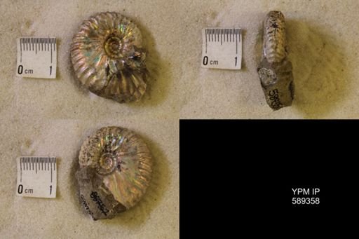 undet. Scaphitidae