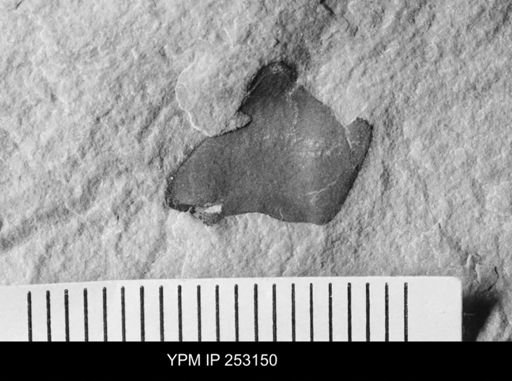undet. Eurypterida