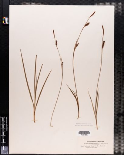 Carex panicea