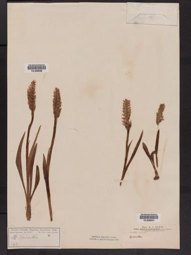 Spiranthes romanzoffiana