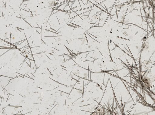 Halichondria (Eumastia) sitiens