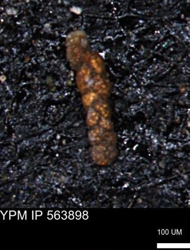 Ammobaculoides phaulus