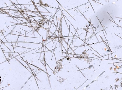 Desmacella infundibuliformis
