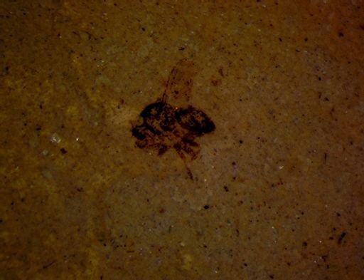 undet. Diptera