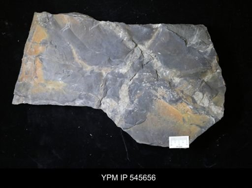 taxon undetermined