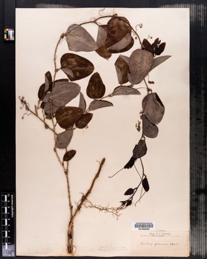 Smilax glauca