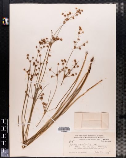 Juncus acuminatus
