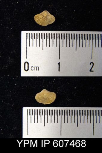 Brachythyris chouteauensis?